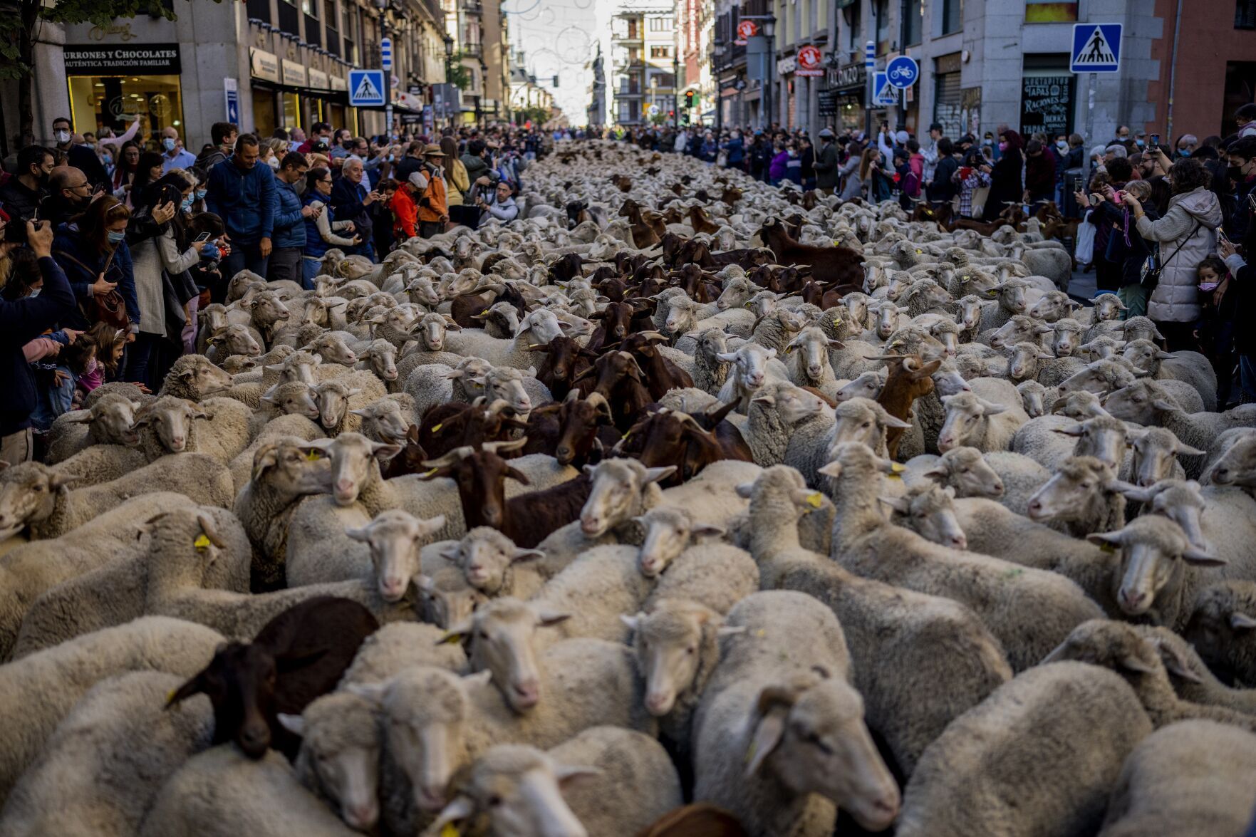 APTOPIX Spain Sheep Crossing